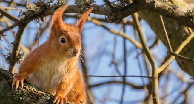 A red squirrel on the Isle of Wight.
